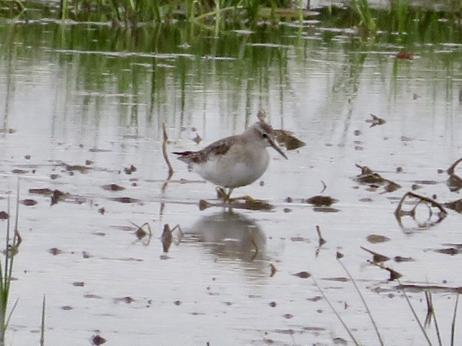 vodouš bahenní - ML645515005