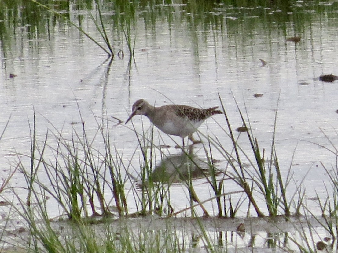 vodouš bahenní - ML645515006