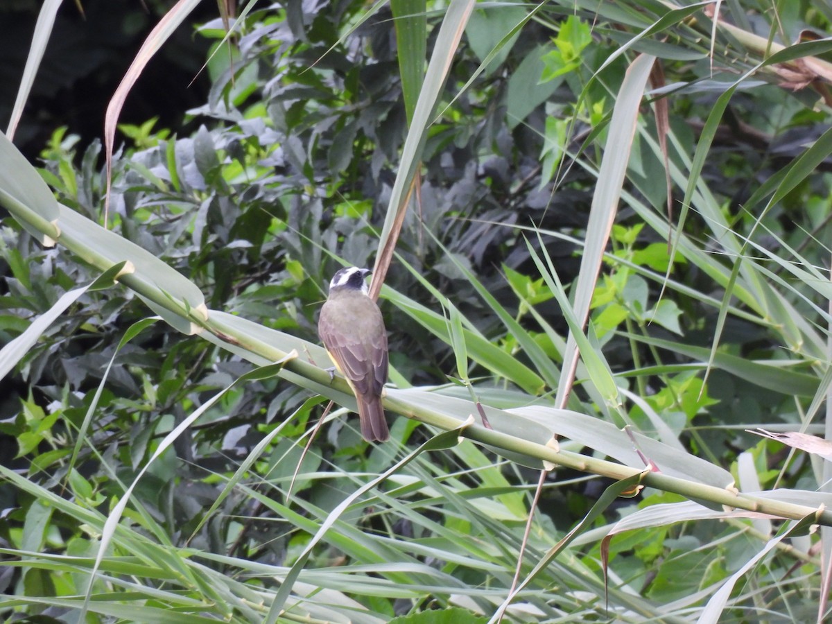 Boat-billed Flycatcher - ML645515008