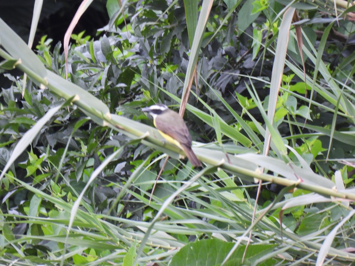 Boat-billed Flycatcher - ML645515010