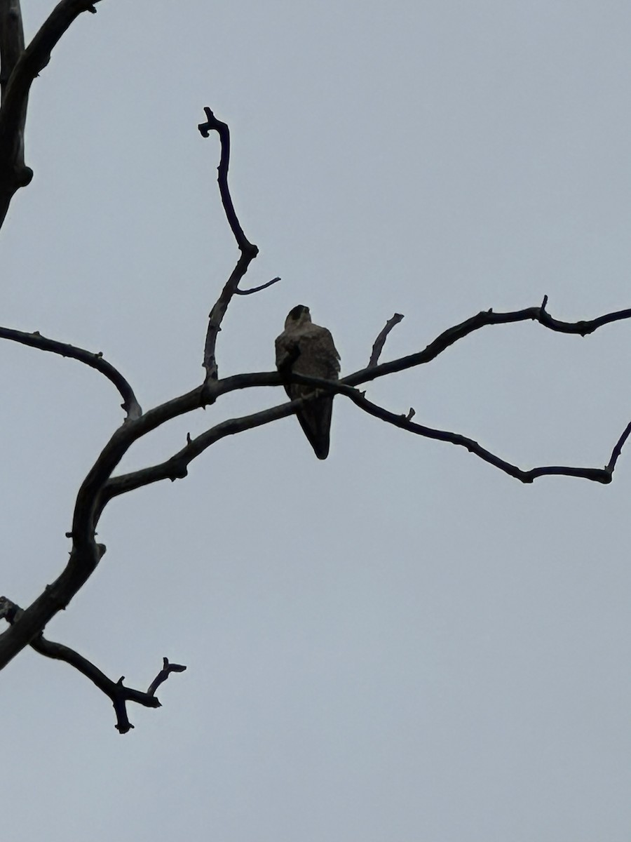 Peregrine Falcon - ML645515015