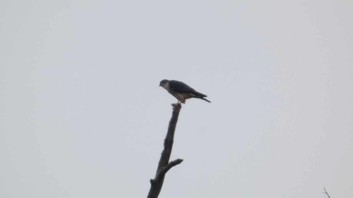 Підсоколик малий - ML645515021