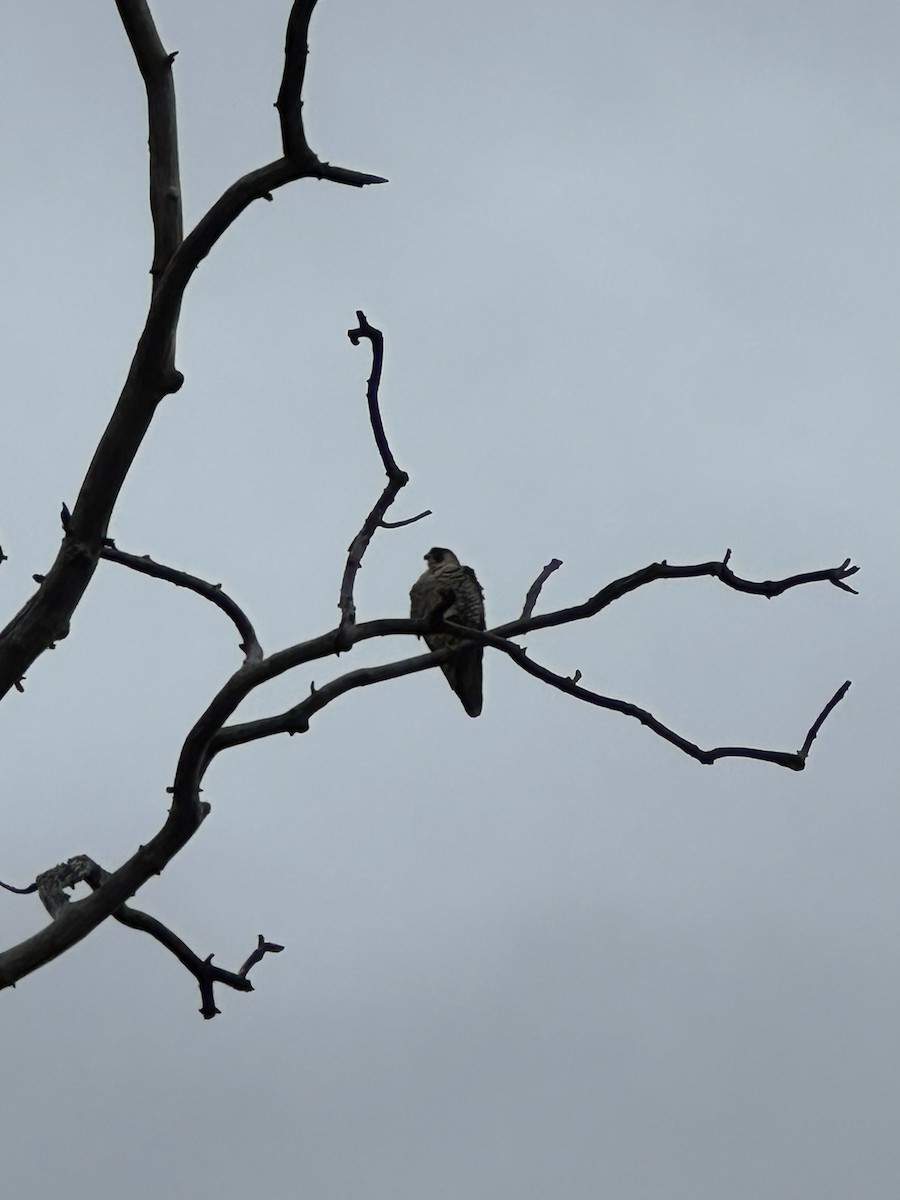 Peregrine Falcon - ML645515034