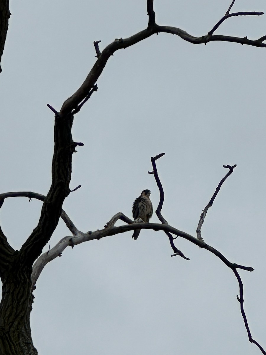Peregrine Falcon - ML645515047