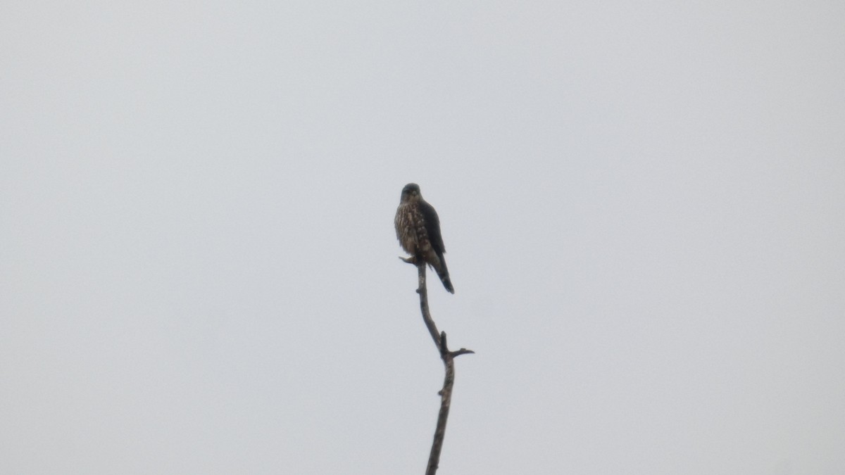 Підсоколик малий - ML645515051