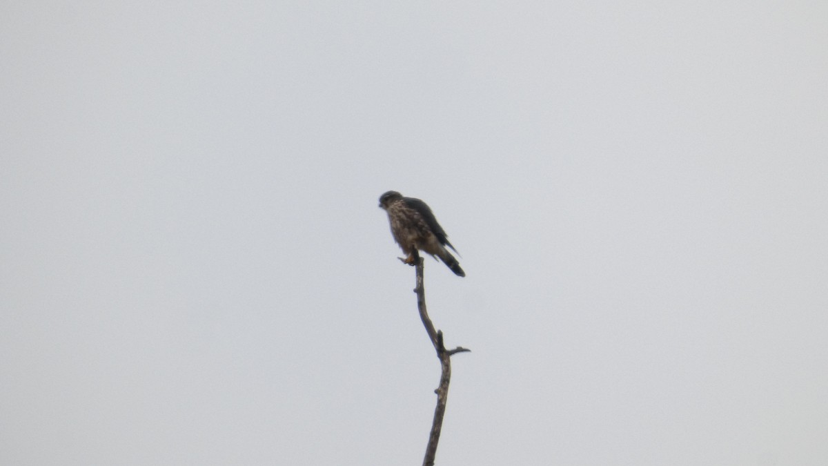 Підсоколик малий - ML645515052