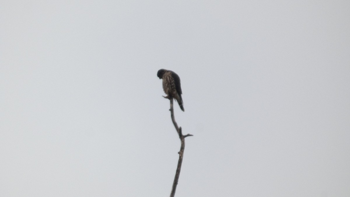 Підсоколик малий - ML645515053