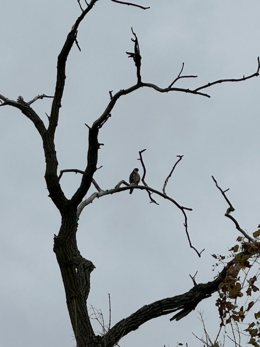 Peregrine Falcon - ML645515055