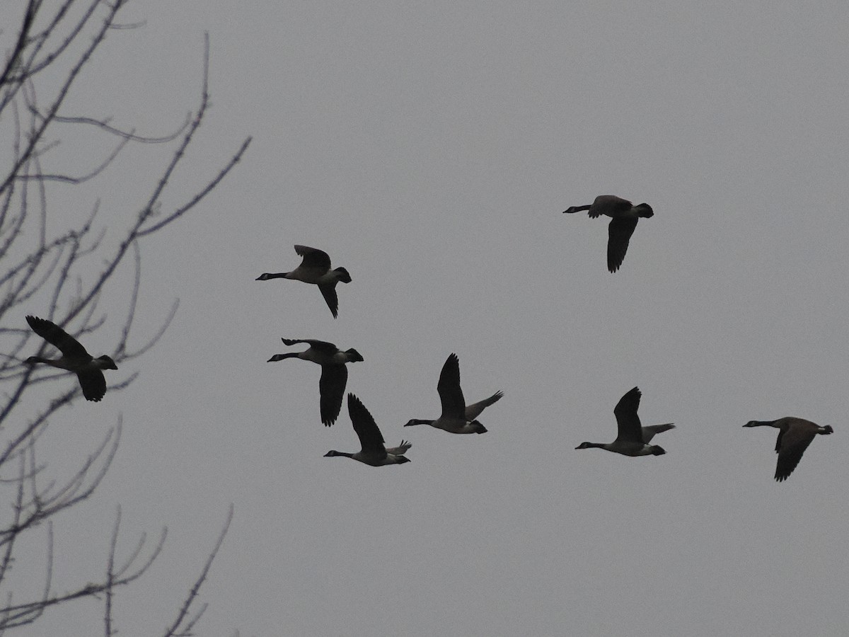 カナダガン - ML645515089