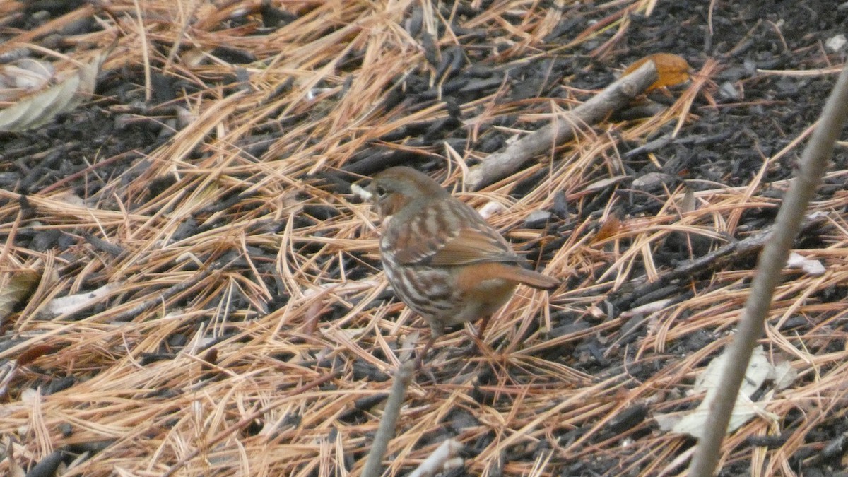 Пасовник рябогрудий (підвид iliaca/zaboria) - ML645515098