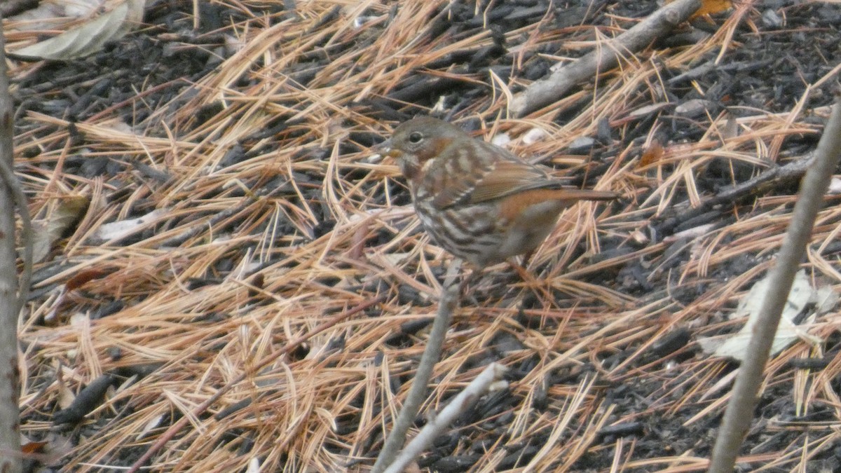 Пасовник рябогрудий (підвид iliaca/zaboria) - ML645515099