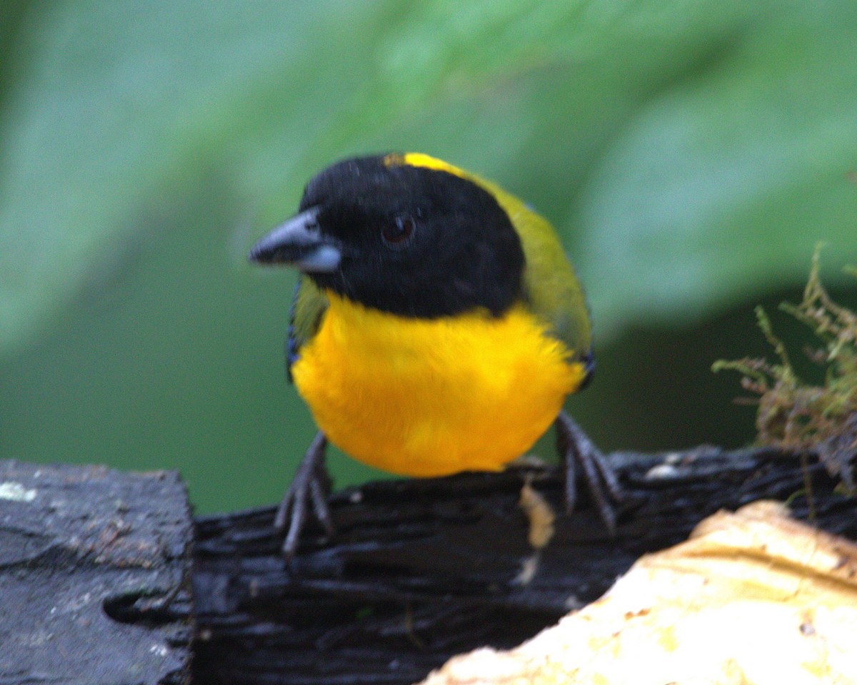 クロアゴヤマフウキンチョウ - ML645515101