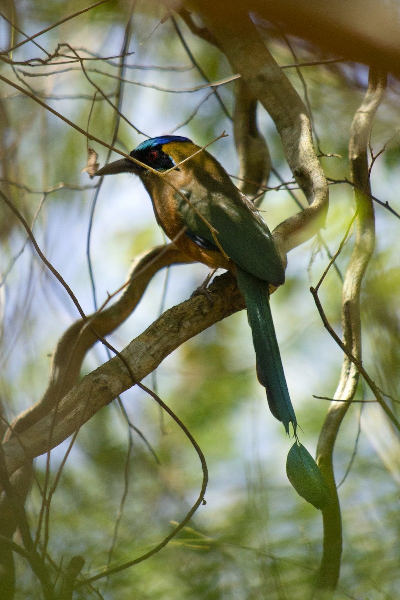 Whooping Motmot - ML645515102