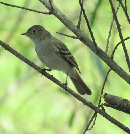Small-billed Elaenia - ML645515116
