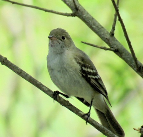 Small-billed Elaenia - ML645515117