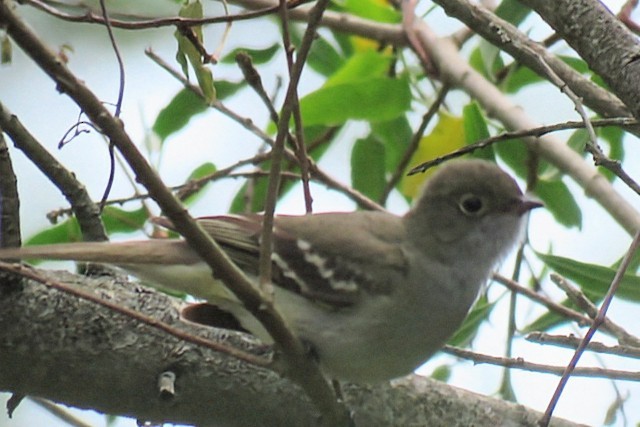 Small-billed Elaenia - ML645515118