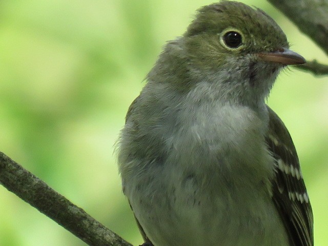 Small-billed Elaenia - ML645515119