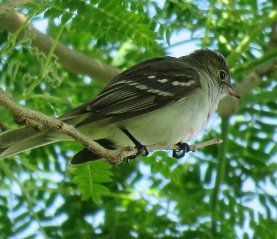 Small-billed Elaenia - ML645515120