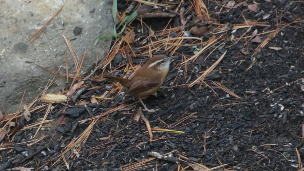 Поплітник каролінський - ML645515124