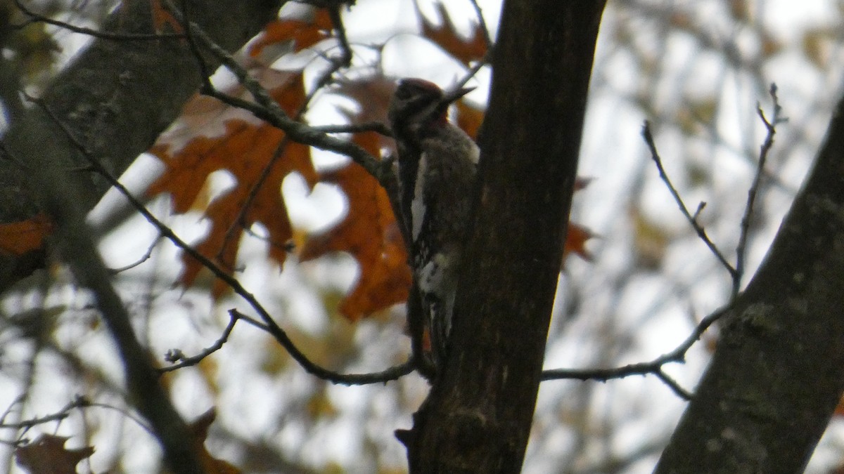 Дятел-смоктун жовточеревий - ML645515168