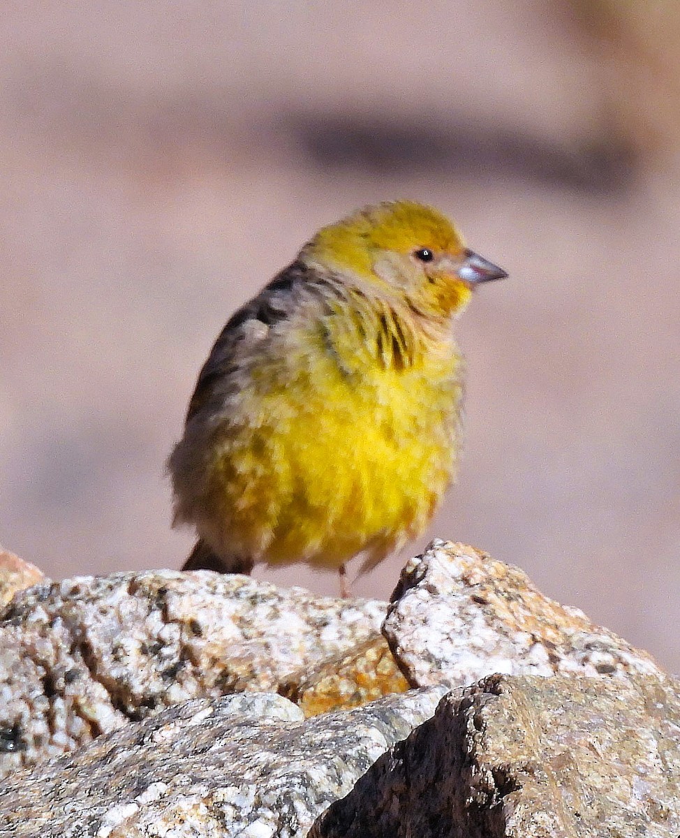 キゴシキンノジコ - ML645515186