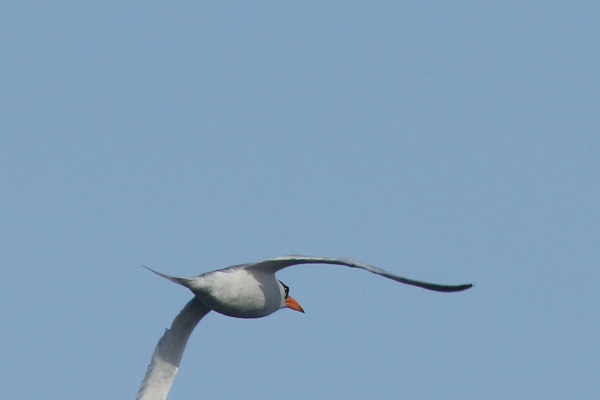 Red-billed Tropicbird - ML645515194