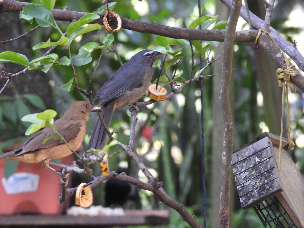 Cinnamon-bellied Saltator - ML645515195