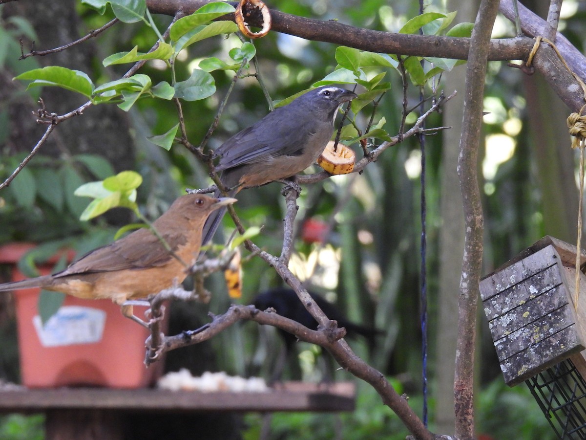 Cinnamon-bellied Saltator - ML645515196