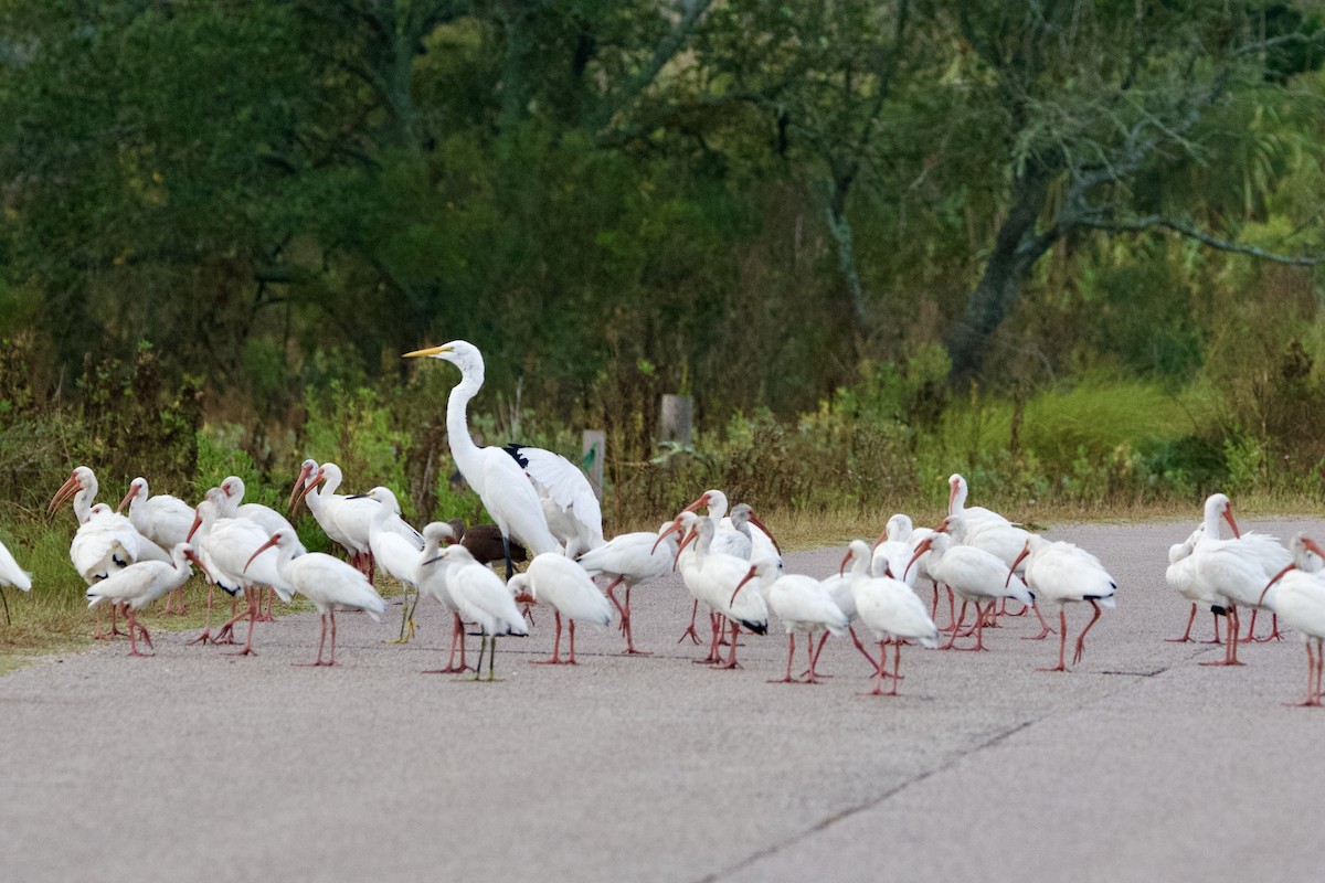 White Ibis - ML645515225