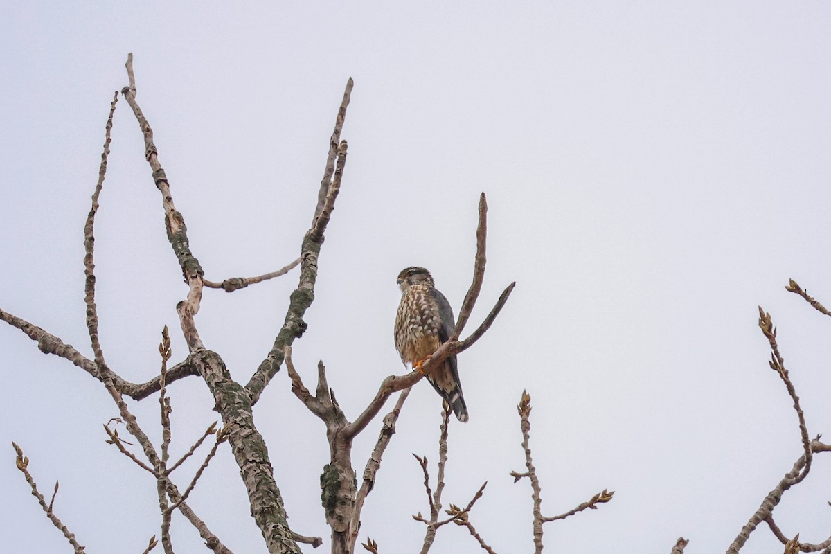 Merlin - ML645515256