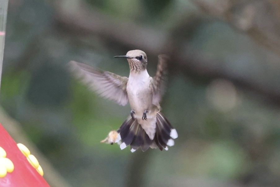 Black-chinned Hummingbird - ML645515309