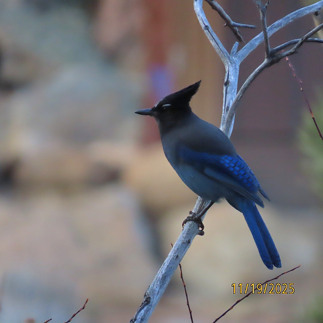 Chara de Steller - ML645515311