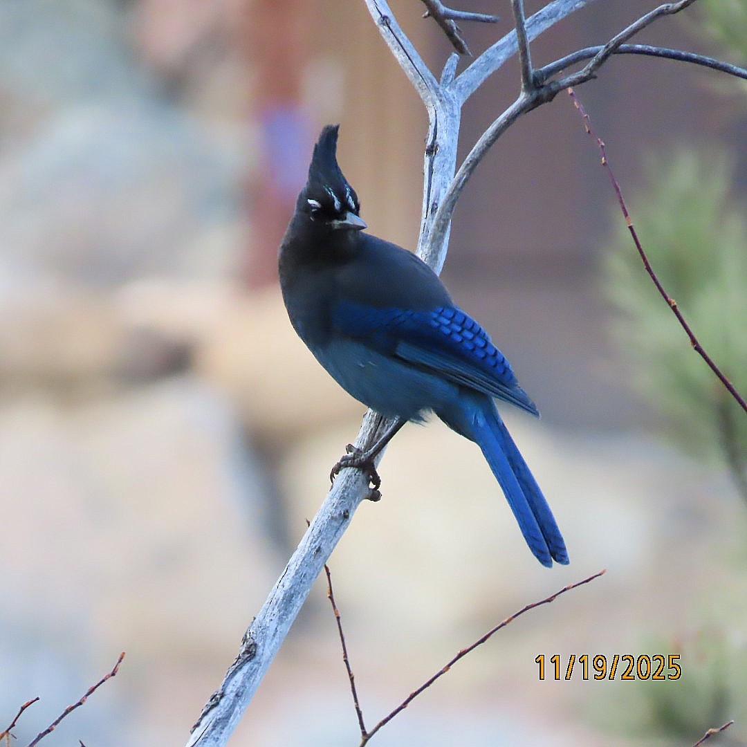 Chara de Steller - ML645515312