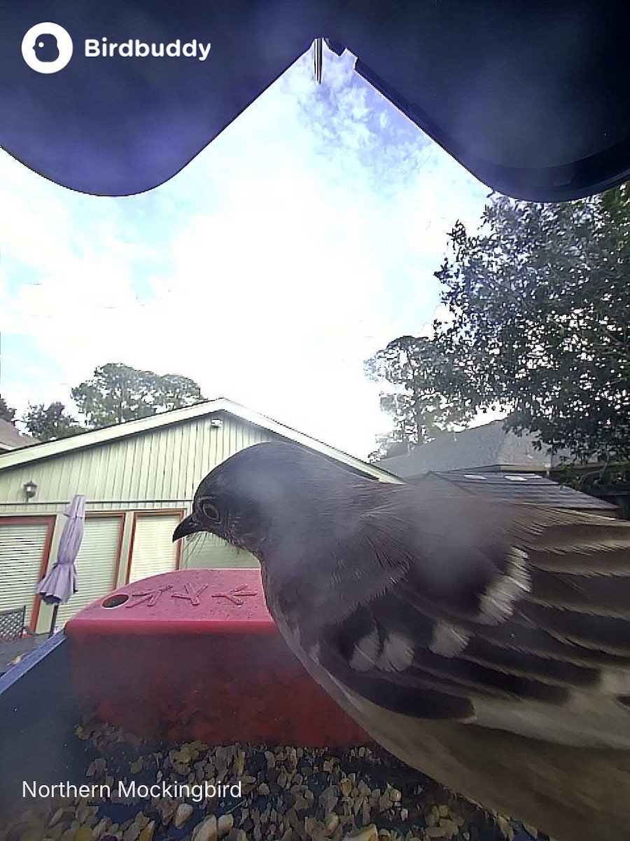 Moqueur polyglotte - ML645515313