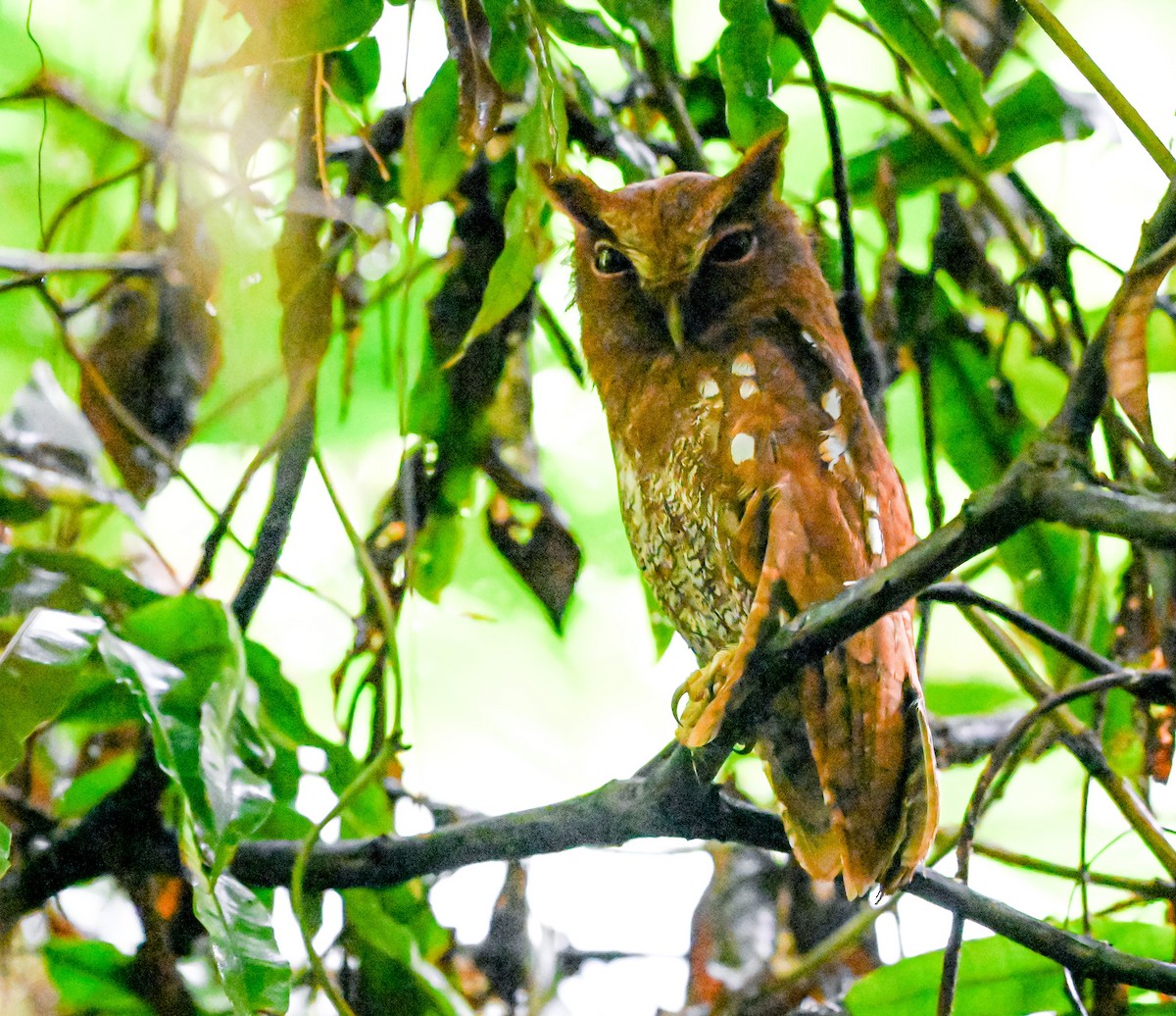 Choco Screech-Owl - ML645515316