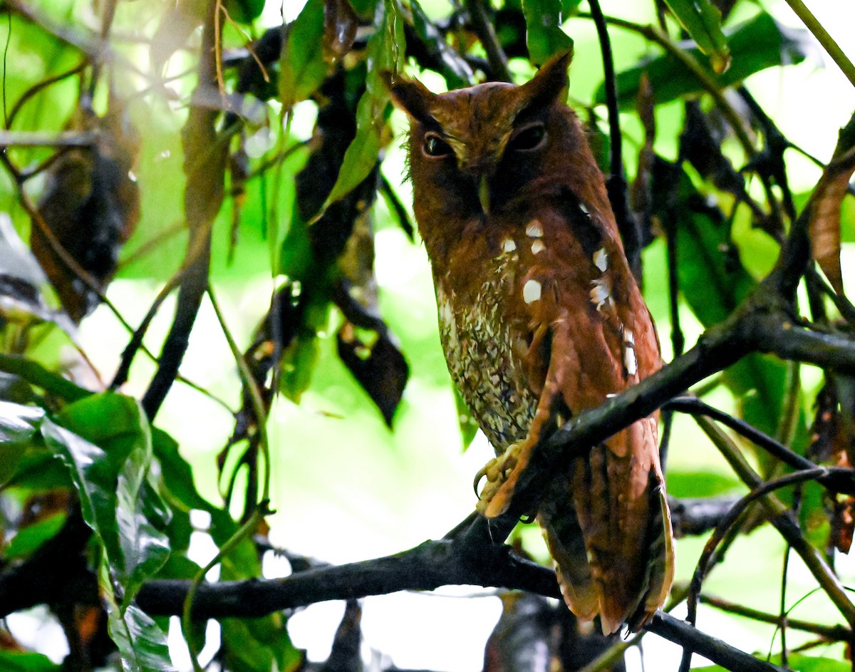 Choco Screech-Owl - ML645515317