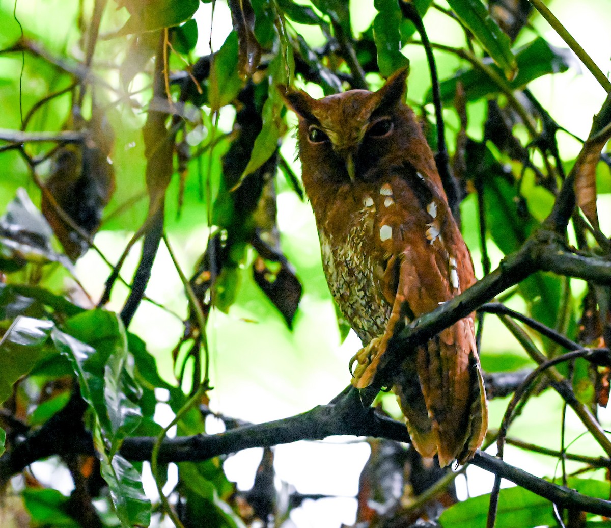 Choco Screech-Owl - ML645515319
