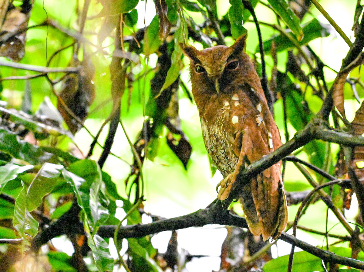 Choco Screech-Owl - ML645515320