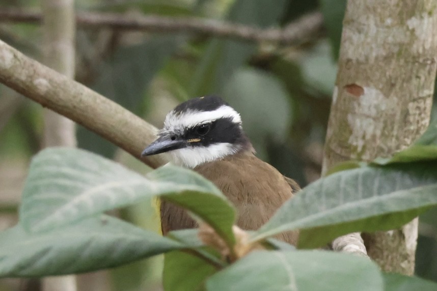 Great Kiskadee - ML645515324