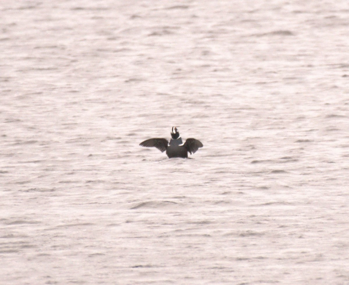 kačka strakatá - ML645515325