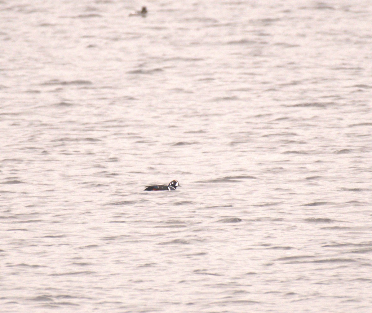 kačka strakatá - ML645515326