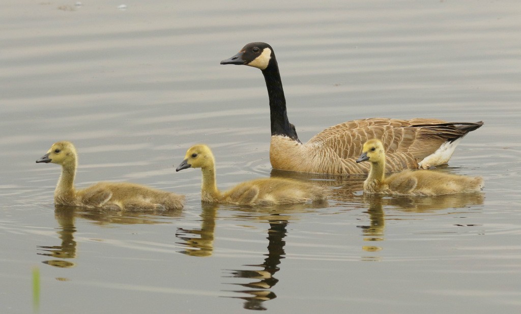 カナダガン - ML645515328