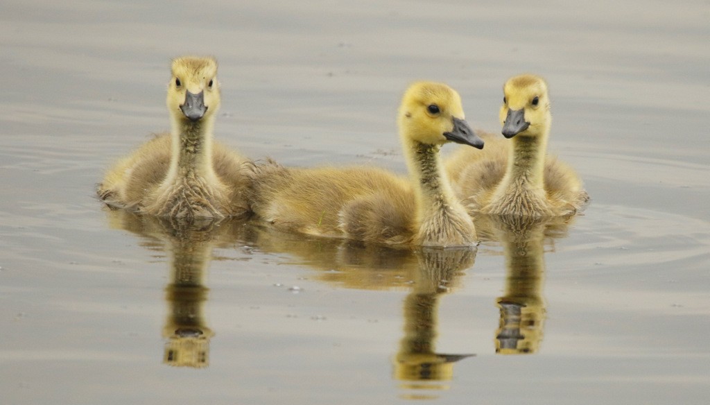 カナダガン - ML645515330