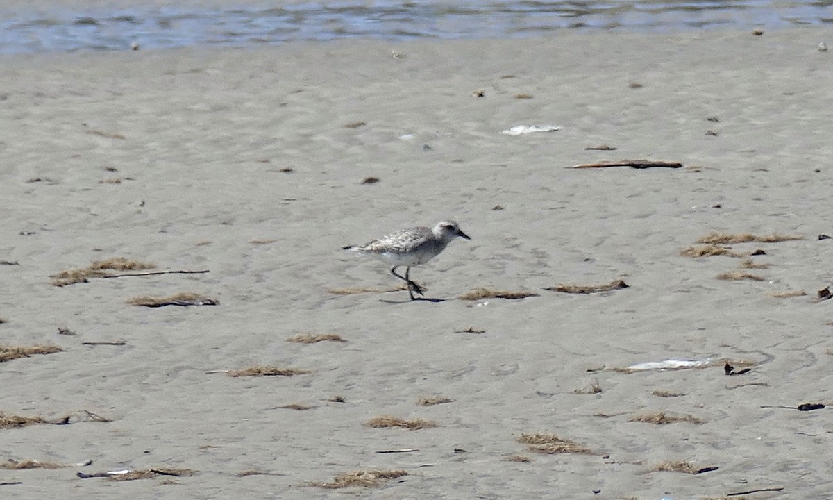 Amerika Altın Yağmurcunu - ML645515341