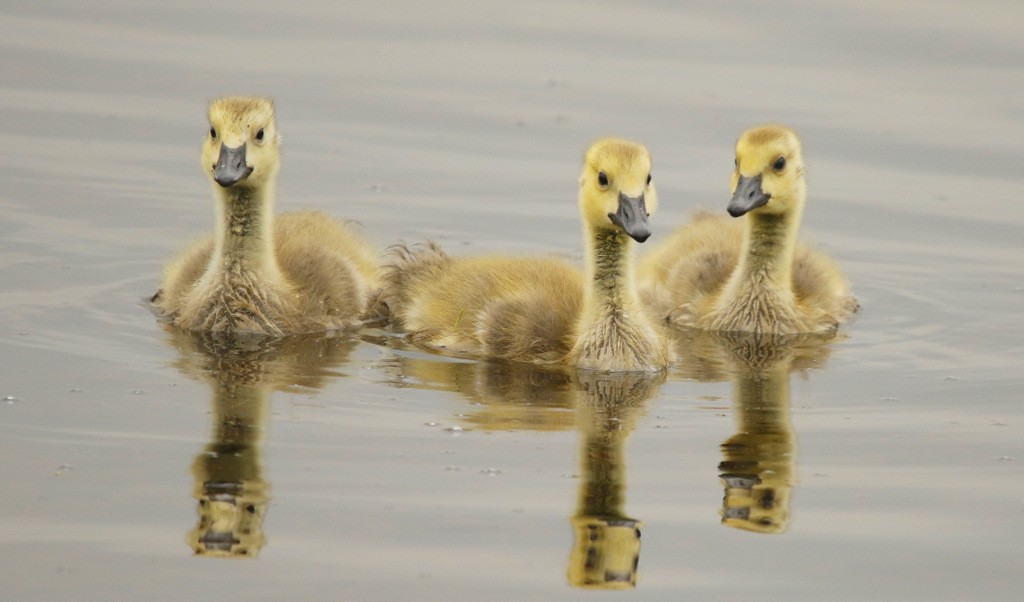 カナダガン - ML645515344