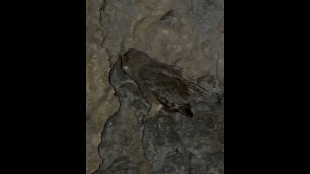 Arabian Eagle-Owl - ML645515352