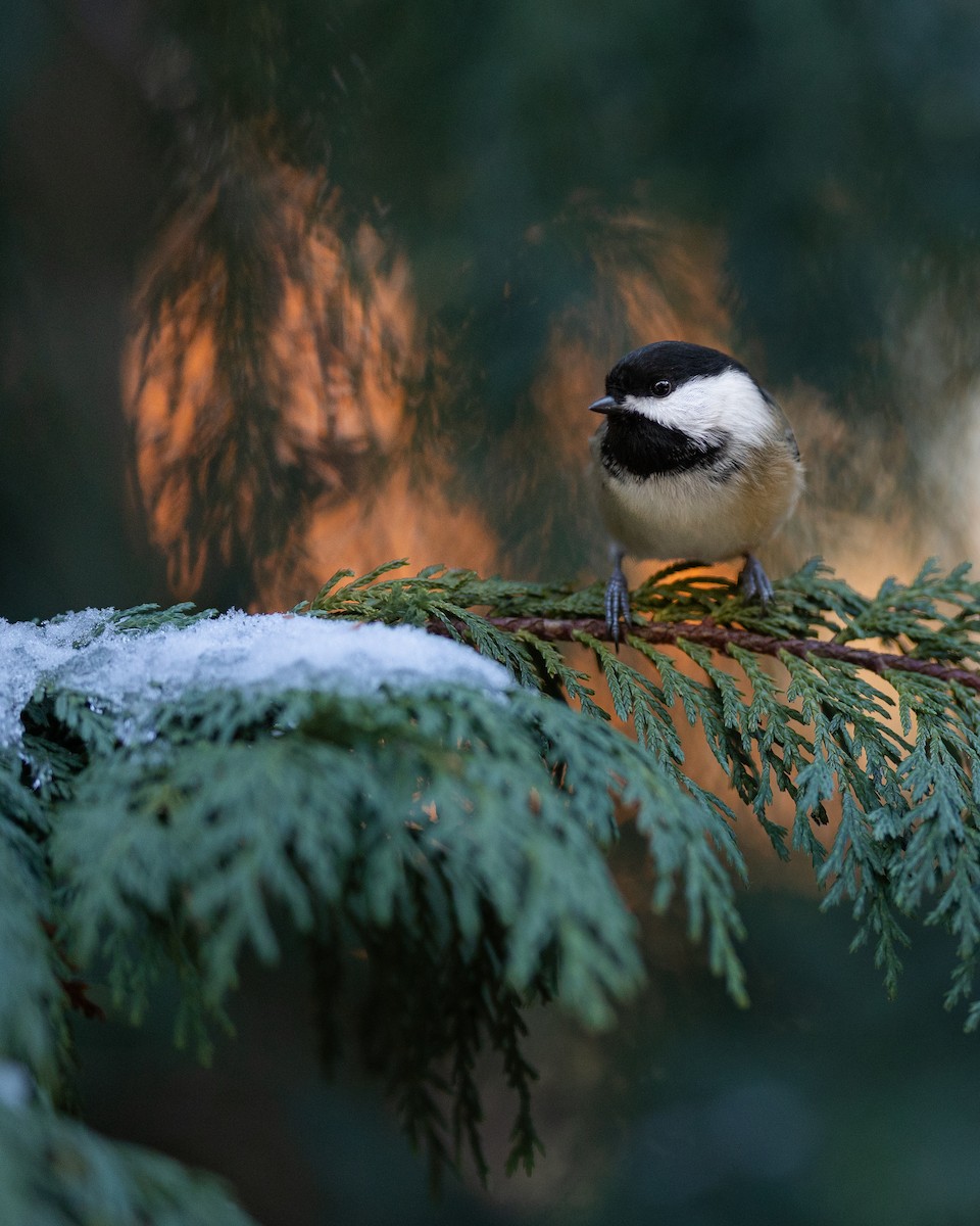 Black-capped Chickadee - ML645515376