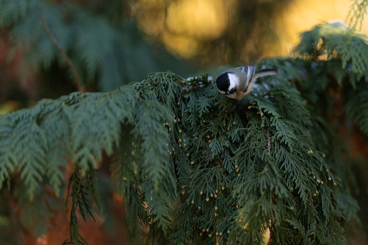 Black-capped Chickadee - ML645515377