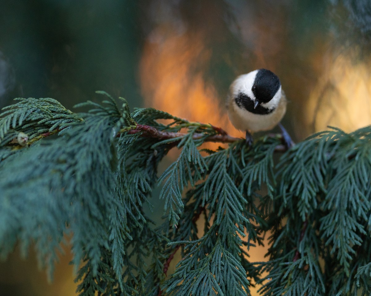 Black-capped Chickadee - ML645515378