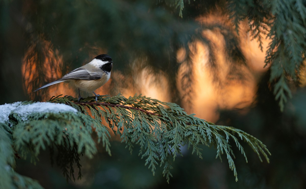 Black-capped Chickadee - ML645515386